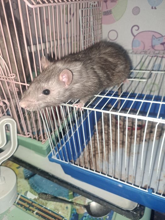 Продам крысят девочки и мальчики
