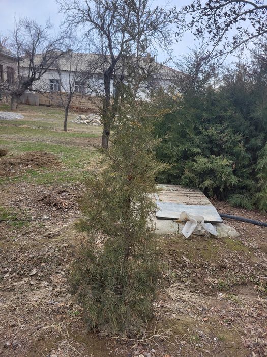 Елка Можевельник