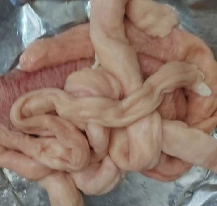Жылқының ішегі қартасы