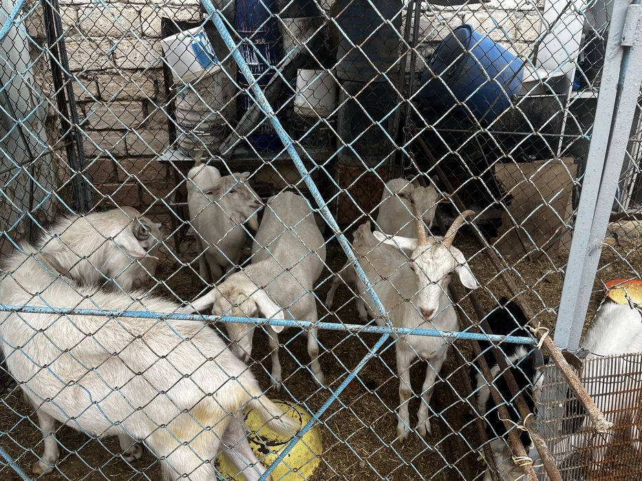 Решотка бар 20 шт ограждения