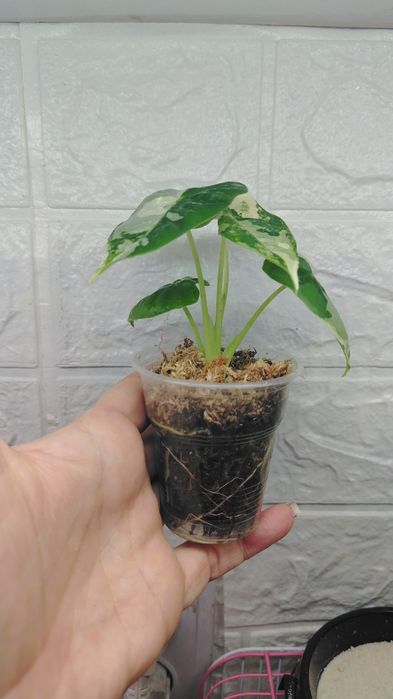 Алоказия сортовая