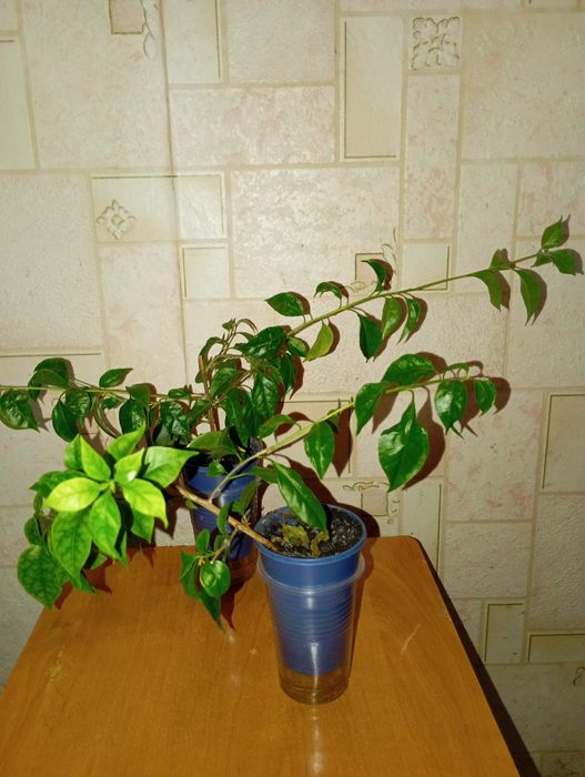 Продам Бугенвиллею