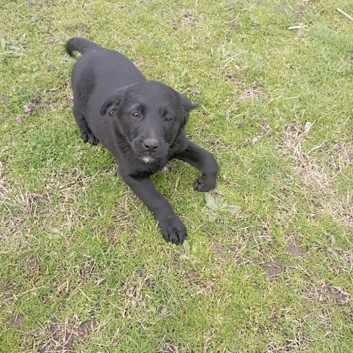 Подарявам кученца