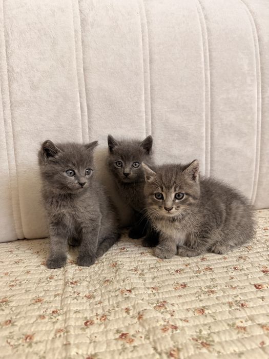 Отдам котят в добрые руки