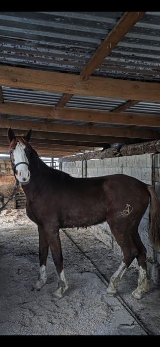 Екі жасар құнан сатылады