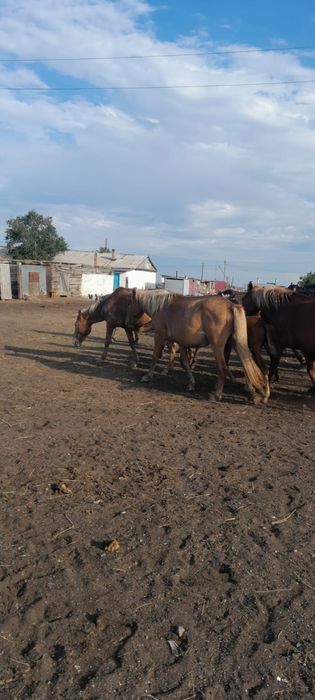 Продам кобылу с жеребенком