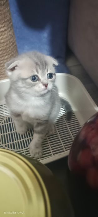 Забавные малыши фолдики