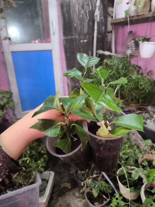 Лимон аркобалено апельсин плодоносящие