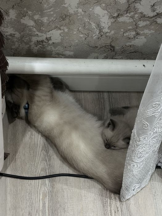 Котенок 2 месяца