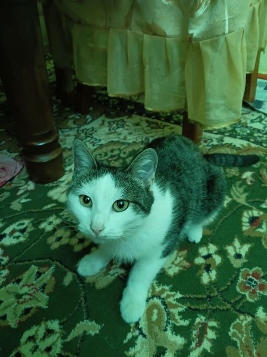 Кошки бесплатно отдам