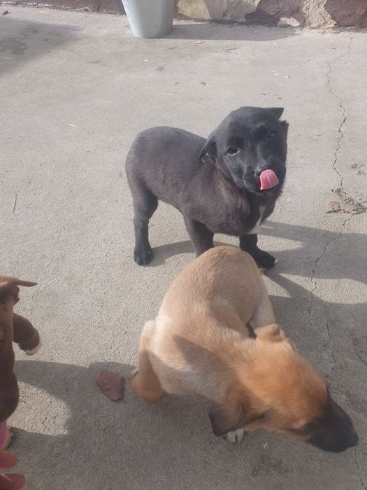 Щенки в добрые руки