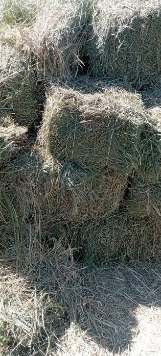 Продам сено люцерна