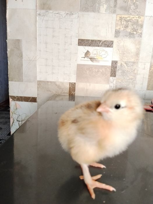 Продам цыплят из под квочки