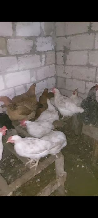 Тауық  куры сатылады