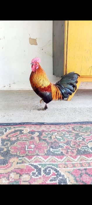 Японски қораз сатылады