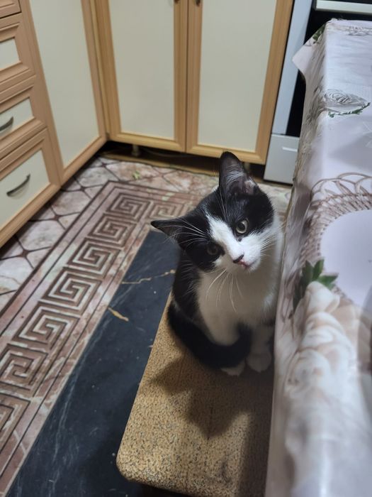 Отдаю хорошеньких котят