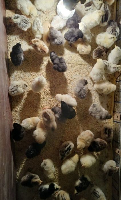 Жужалар хонаки жайдари