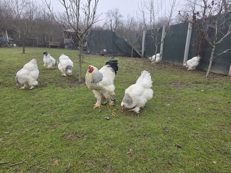 Ouă găini Brahma,mai multe culori