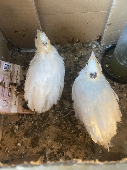 Птенцы перепелки