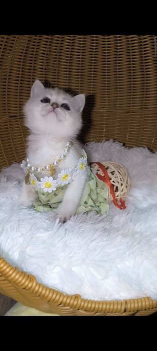 Шиншилла серебро супер премиум.