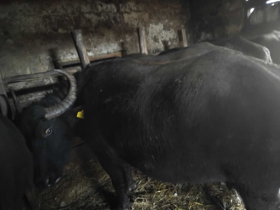 Vând bivol pentru sacrificat