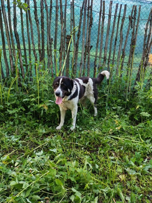 Asia Centrală Volkodav schimb cu animale