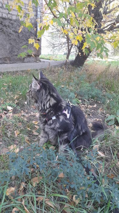 Девочка мэйкун ищет жениха