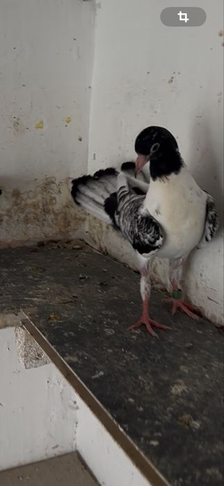 Голуби широкохвостые ,черноголовые