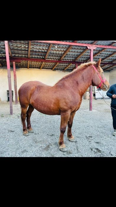 De vânzare iapa gestantă