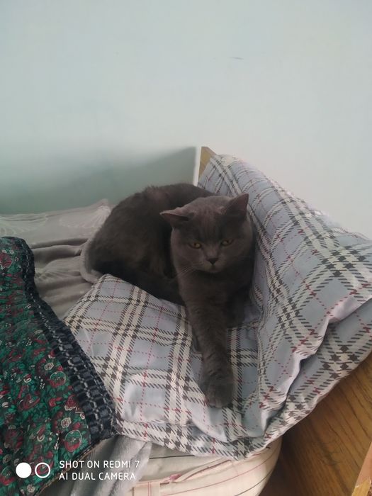 Продаю , сотилади Британка