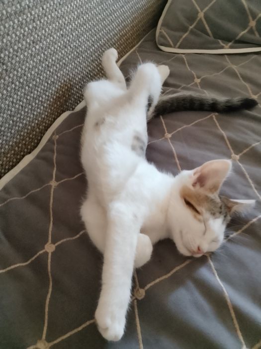Продаем котенка мальчик