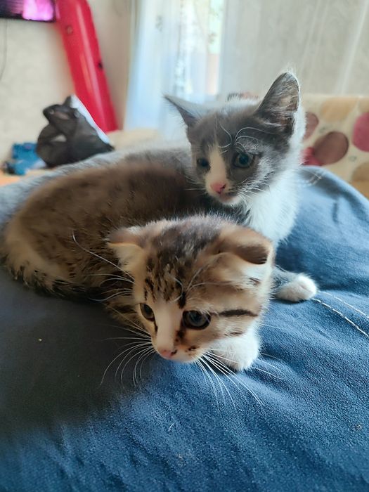 Отдам котят мышеловок