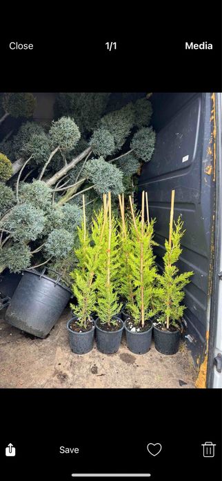 Паулония!!!Дървета,туя храсти и много разнообразие.