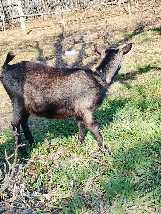 Ieduta, capra Alpina Franceza