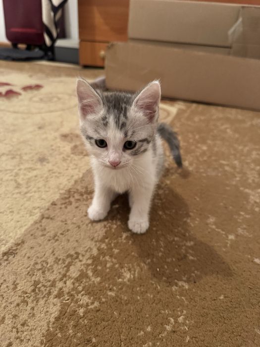 Срочно отдам котят в добрые руки