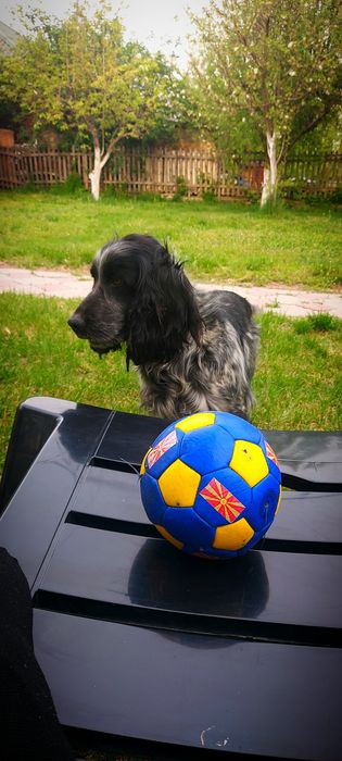 Русский спаниель девочка 5 лет