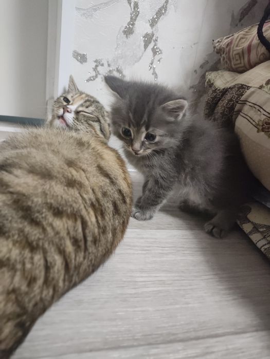 Отдам Котят В Добрые Руки