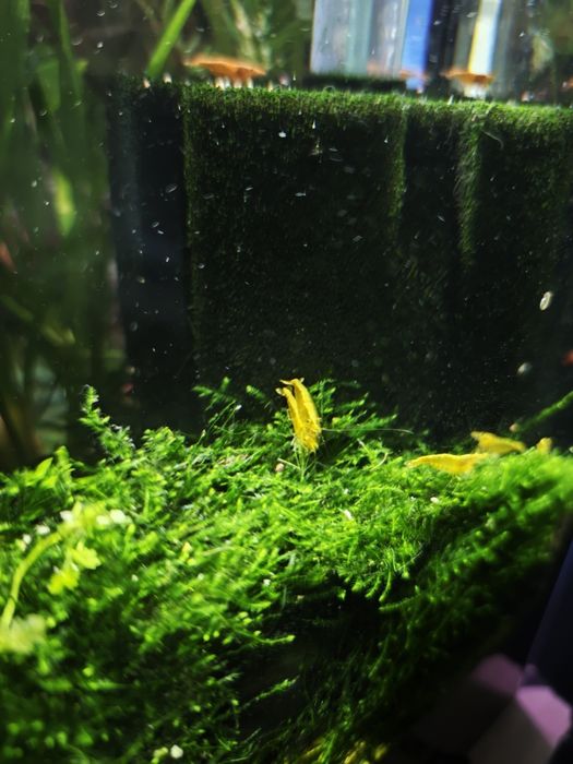 Креветки аквариумные