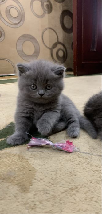 Kechgi20:00 dan ertalabki 9:00 bezovta qilmanglar