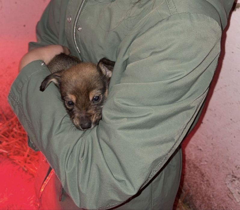 Catelusi pentru adoptie