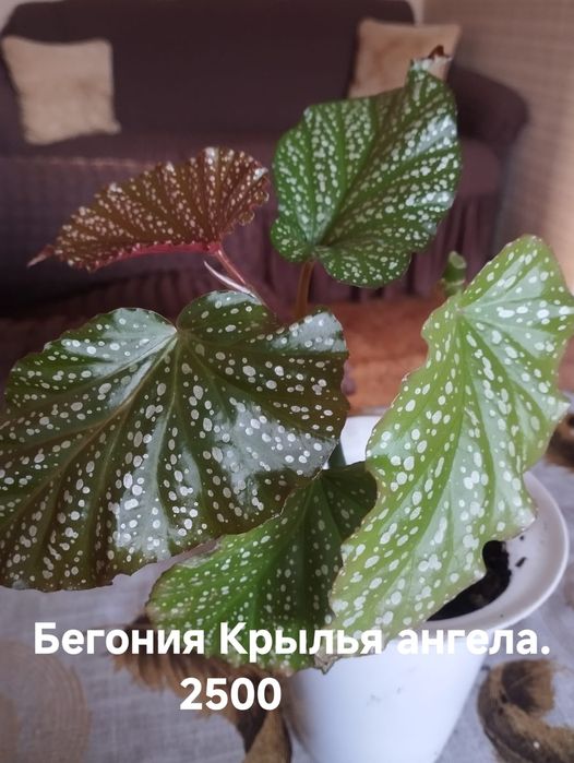 Продам комнатные растения