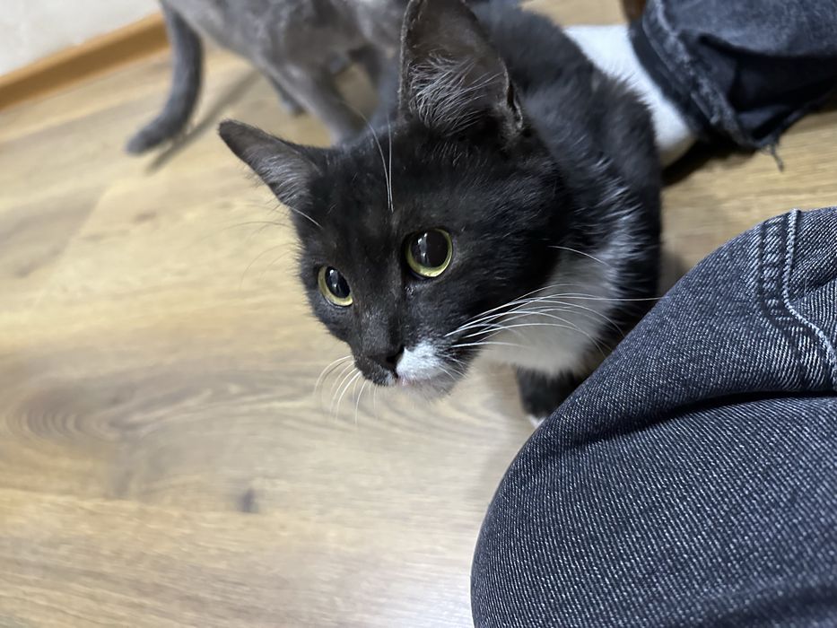 Кошку в добрые руки