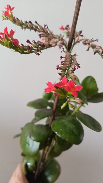 Красивая каланхое