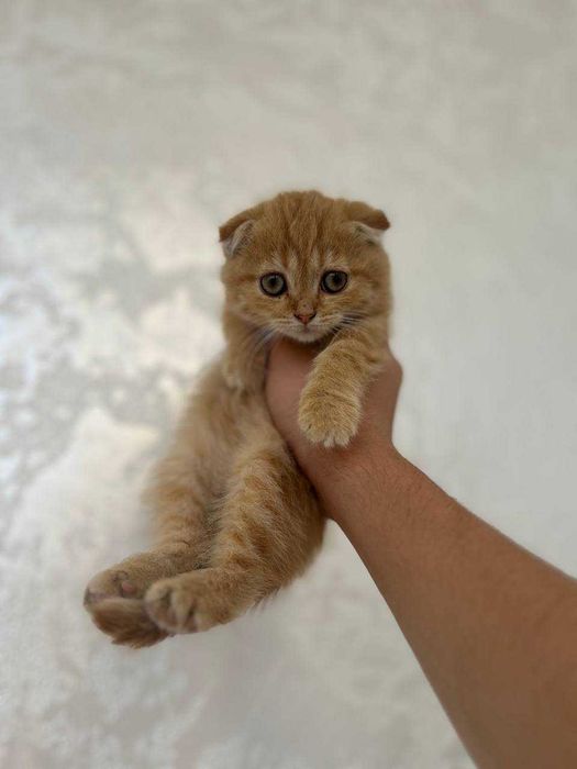 Золотая шиншилла