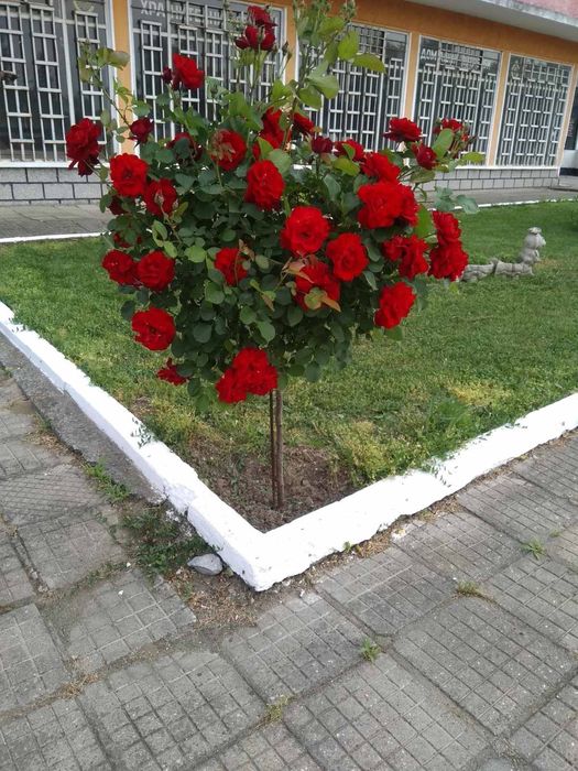 Щамбови рози в контейнер