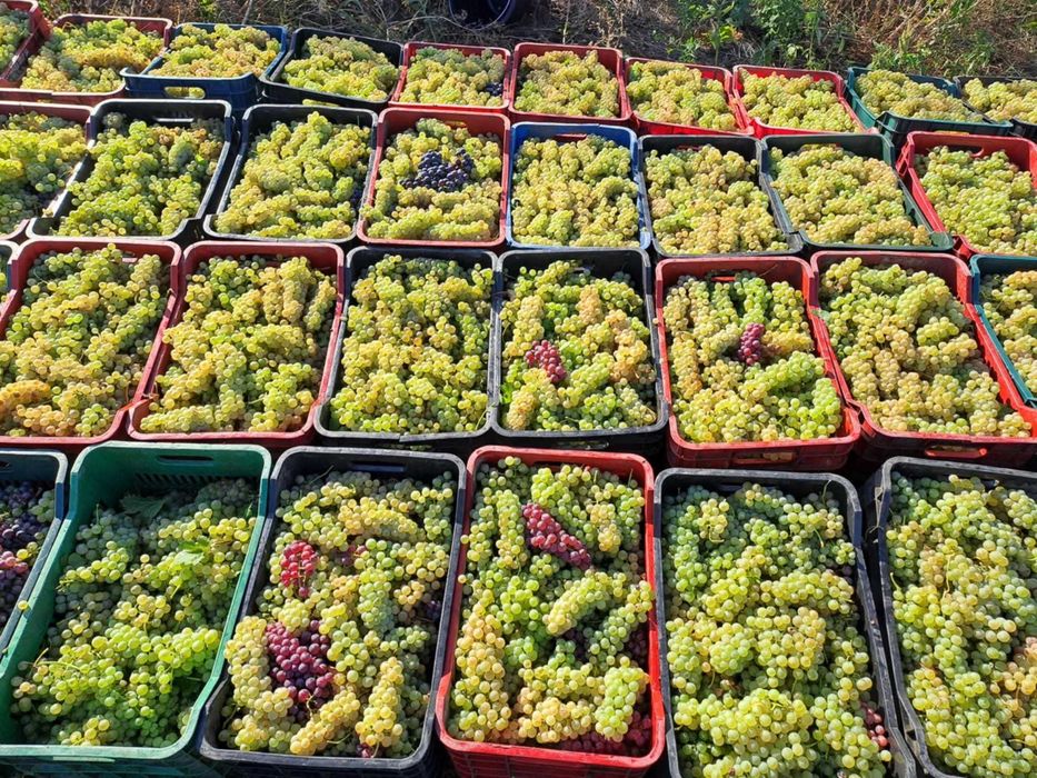 Struguri de vin de vanzare