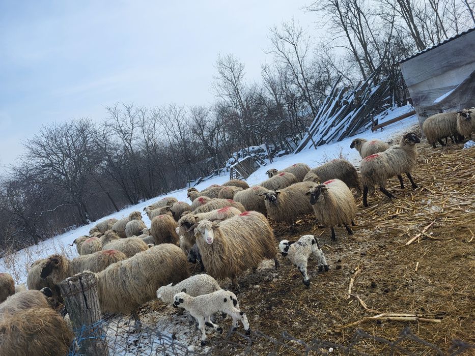 Vând oi țurcane..