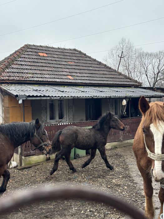Manz de vanzare din parinti foarte buni