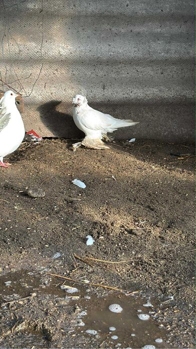 Porumbei ornament Olt