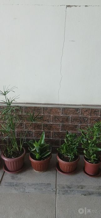 Xonaki Uyda ustirilgan gullar